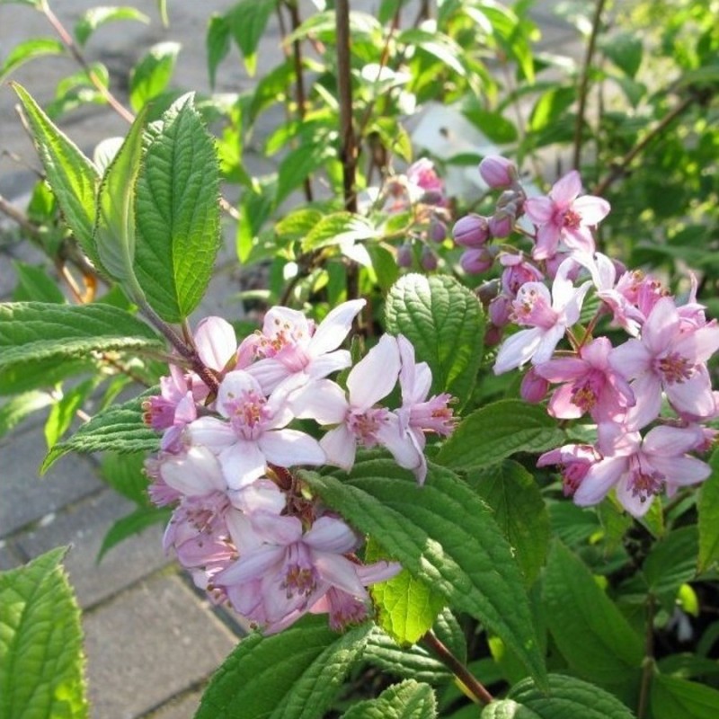 Deutzia hybrid Mont Rose - Stjernetop