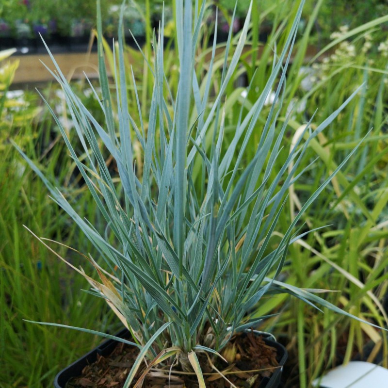 Elymus magellanicum / Blågræs