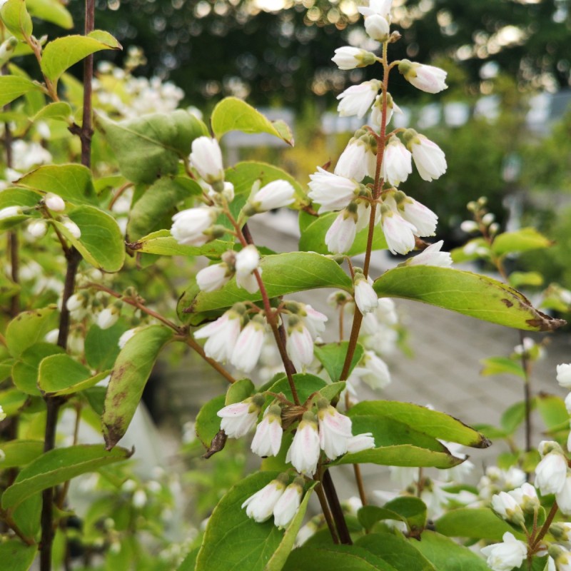 Deutzia magnifica - Stjernetop