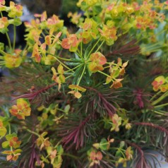 Euphorbia cyparissias Clarice Howard - Vortemælk