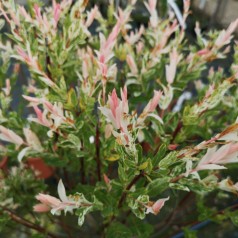 Salix integra Hakuro Nishiki - Broget japansk pil // 150 cm. stamme.