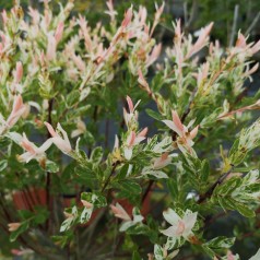 Salix integra Hakuro Nishiki - Broget japansk pil // 150 cm. stamme.
