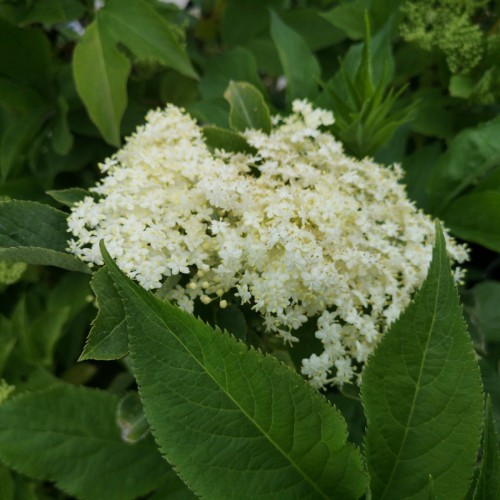 Sambucus nigra Golden Tower - Gulbladet Søjlehyld