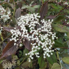 Sambucus nigra Guincho Purple (Purpurea) - Rød Hyld