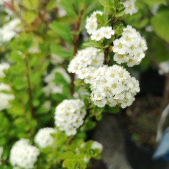 Spiræa Snowmound 30-50 cm. - Bundt med 10 stk. barrodsplanter - Spiraea nipponica Snowmound _