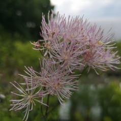 Thalictrum aquilegifolium