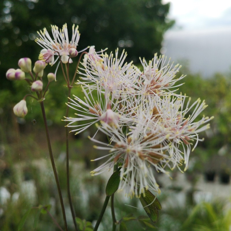 Thalictrum aquilegifolium Album / Akelejefrøstjerne