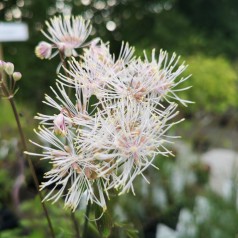 Thalictrum aquilegifolium Album / Akelejefrøstjerne