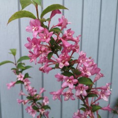 Weigela florida Pink Princess - Klokkebusk