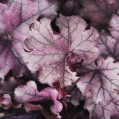 Alunrod Forever Purple - Heuchera hybrid Forever Purple