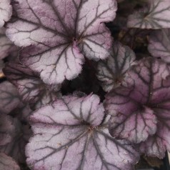 Alunrod Huckleberry - Heuchera hybrid Huckleberry