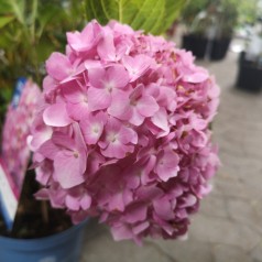Hydrangea macrophylla The Original - Hortensia Endless Summer Rosa/Blå