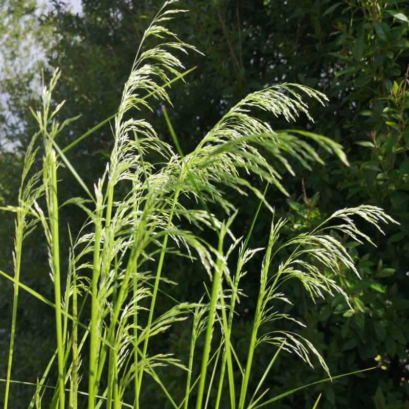 Stipa gigantea / Kæmpefjergræs Stipa gigantea / Kæmpefjergræs
