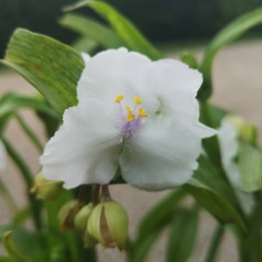 Tradescantia andersoniana Innocence / Trekantblomst