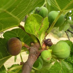 Gudhjem Bornholmsk Figen - Ficus carica Gudhjem