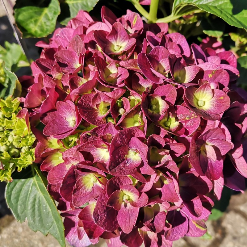 Hydrangea macrophylla Forever and Ever Purple - Havehortensia Hydrangea macrophylla Forever and Ever Purple - Havehortensia