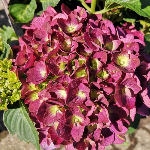 Hydrangea macrophylla Forever and Ever Purple - Havehortensia