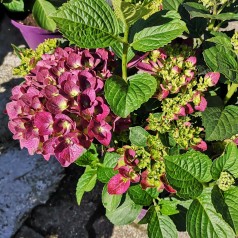 Hydrangea macrophylla Forever and Ever Purple - Havehortensia