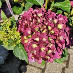 Hydrangea macrophylla Forever and Ever Purple - Havehortensia