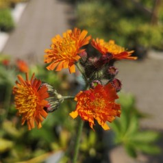 Hieracium aurantiacum - Pomeranshøgeurt