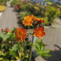 Hieracium aurantiacum - Pomeranshøgeurt