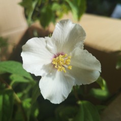 Philadelphus coronarius - Uægt Jasmin - Vellugtende pibeved