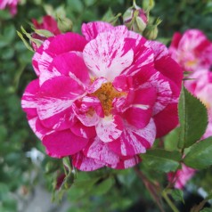 Rose Candy Cover / Bunddække rose Towne- og Country