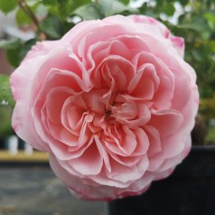 Rose Inner Wheel Forever - Buketrose