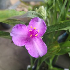 Tradescantia andersoniana Rubra / Trekantblomst