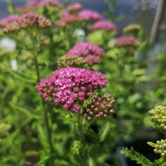 Achillea millefolium Apfelblüte - Røllike