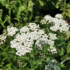 Achillea millefolium New Vintage White - Røllike