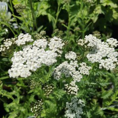 Achillea millefolium New Vintage White - Røllike