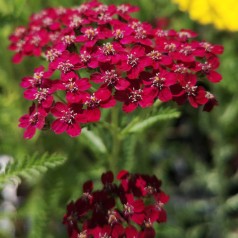 Achillea millefolium Sammetriese / Røllike