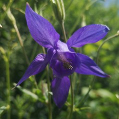 Aquilegia alpina / Alpeakeleje