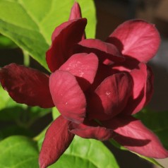 Calycanthus-Sinocalycalycanthus raulstonii Hartlage Wine - Kanelbusk