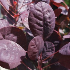 Cotinus coggygria Lilla - Rød Parykbusk