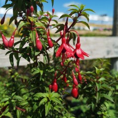 Fuchsia magellanica David - Havefuchsia