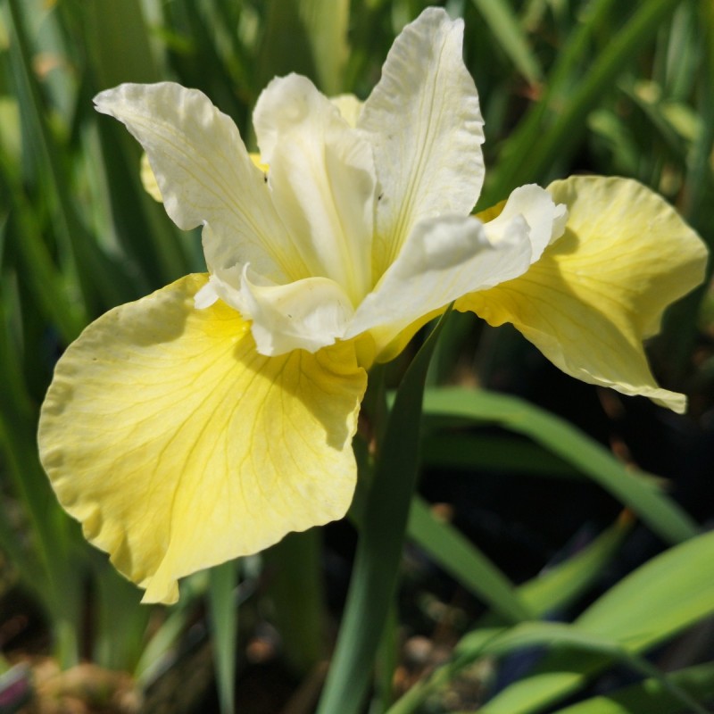 Iris sibirica Butter and Sugar / Iris