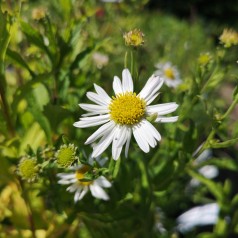 Kalimeris incisa Alba / Japansk asters - Skønasters