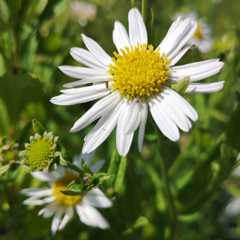 Kalimeris incisa Alba / Japansk asters - Skønasters