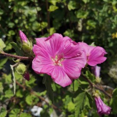 Lavatera Bredon Spring / Mamelukærmebusk