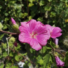 Lavatera Bredon Spring / Mamelukærmebusk