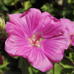 Lavatera Bredon Spring / Mamelukærmebusk