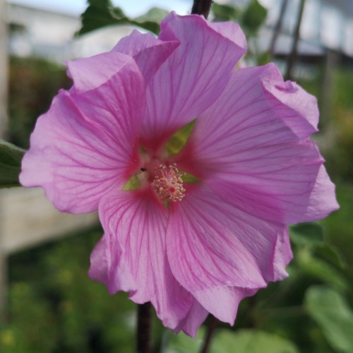 Lavatera Rosea / Mamelukærmebusk