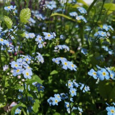 Myosotis palustris Nixenauge / Forglemmigej