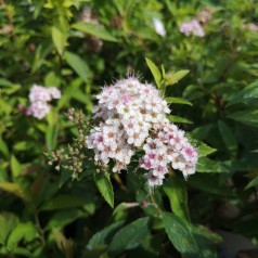 Spiraea japonica Genpei (Shirobana) - Tofarvet spiræa