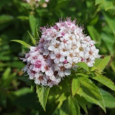 Spiraea japonica Genpei (Shirobana) - Tofarvet spiræa