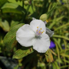 Tradescantia andersoniana Innocence / Trekantblomst