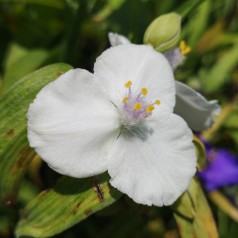 Tradescantia andersoniana Innocence / Trekantblomst