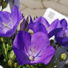 Campanula carpatica Perla Blue / Karpaterklokke